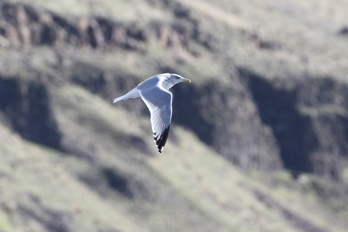 Herring Gull - Russ Morgan