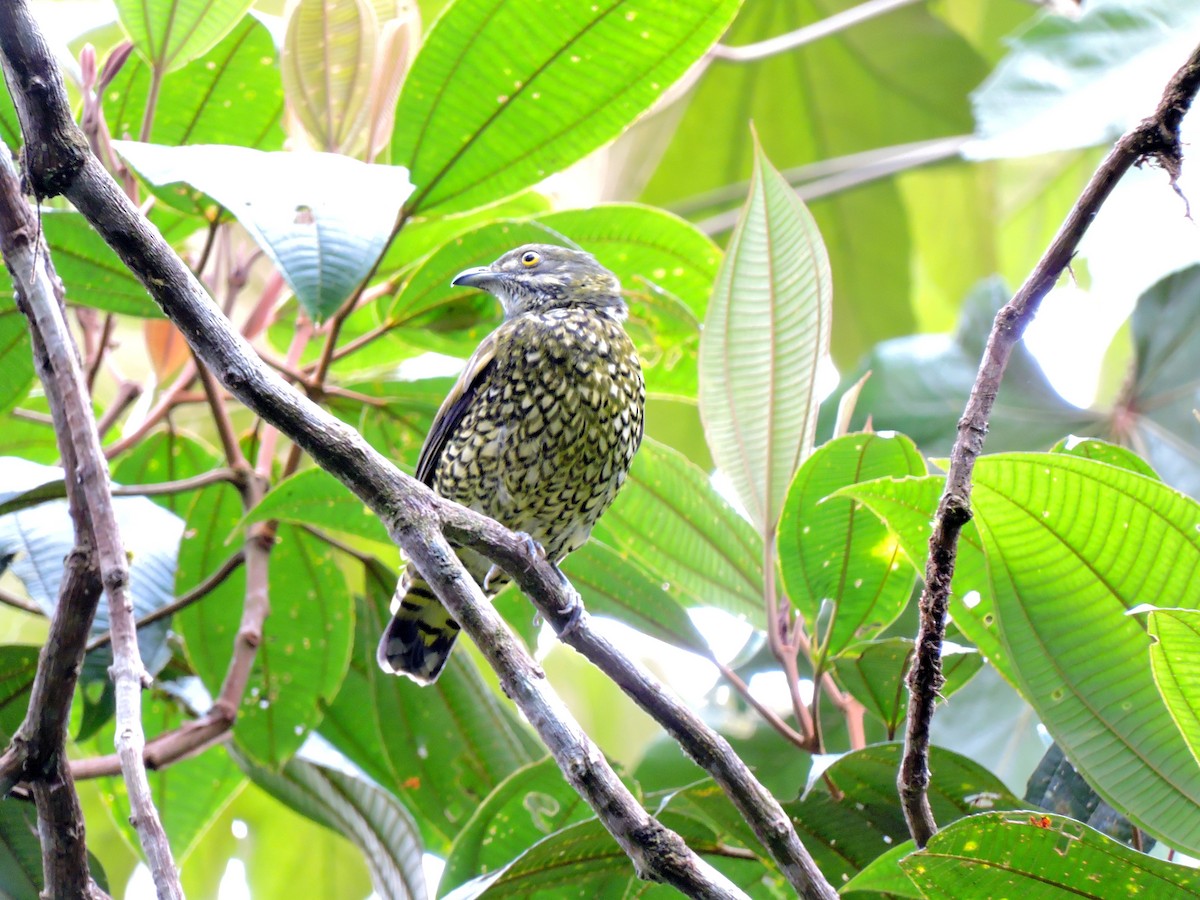 Cotinga écaillé - ML31121341