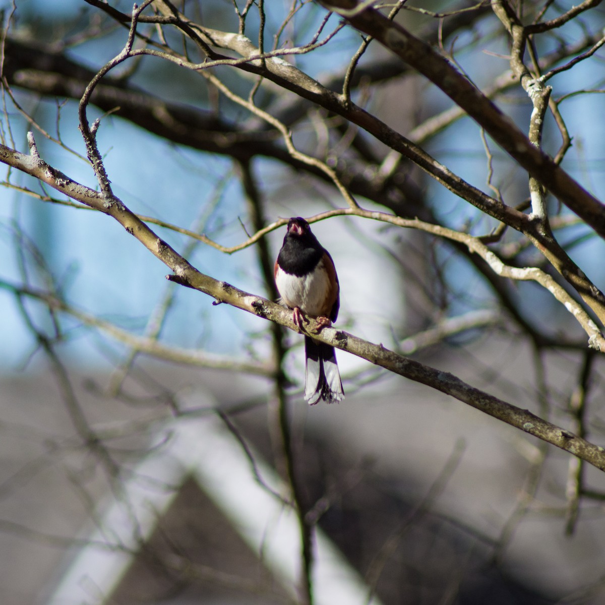 Eastern Towhee (Red-eyed) - ML311213591