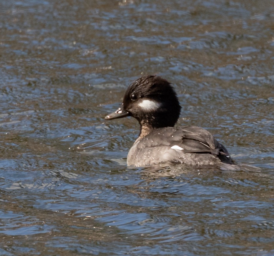 Bufflehead - Jim Triplett