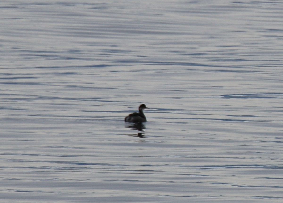 Eared Grebe - ML311214661