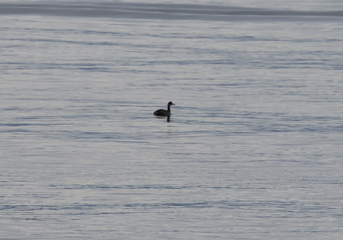 Eared Grebe - ML311214761