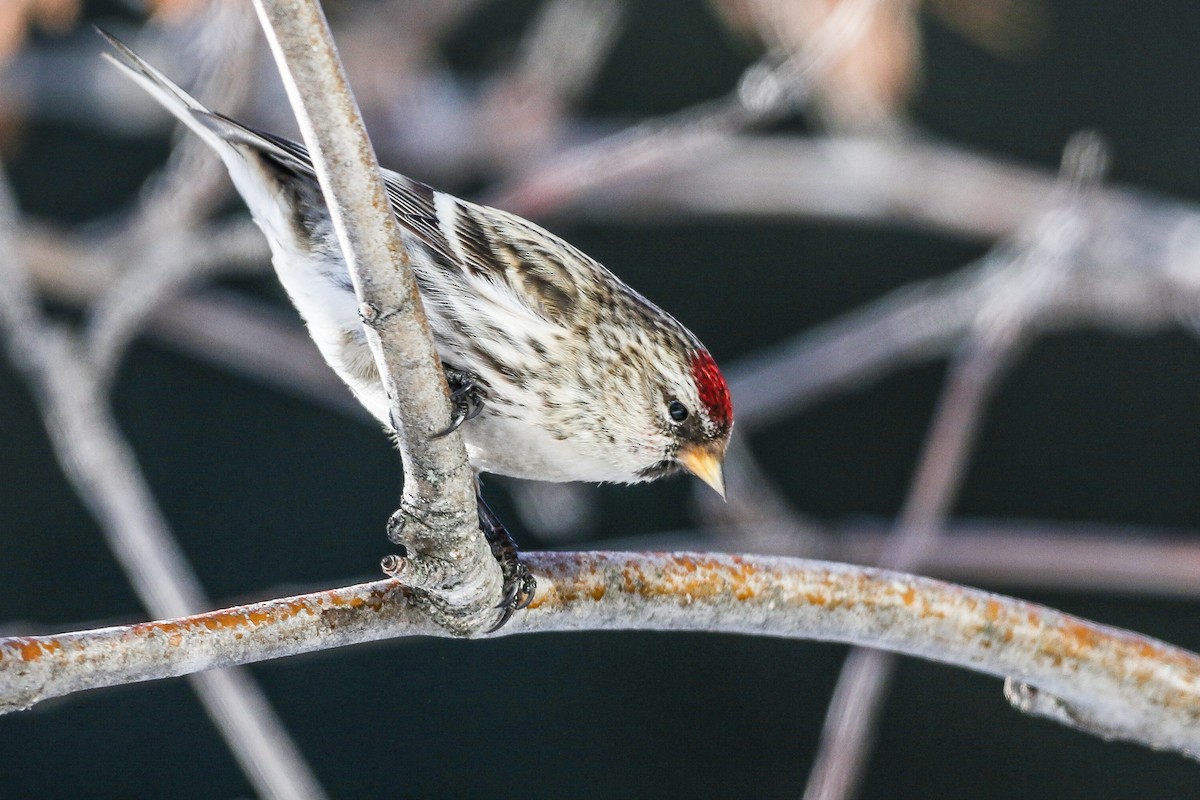 Common Redpoll (flammea) - ML311215111