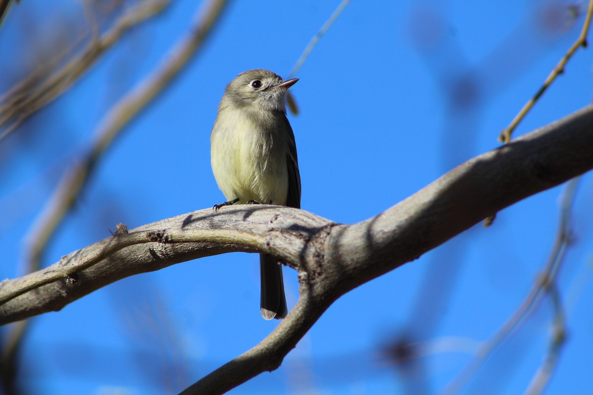 Dusky Flycatcher - ML311215451