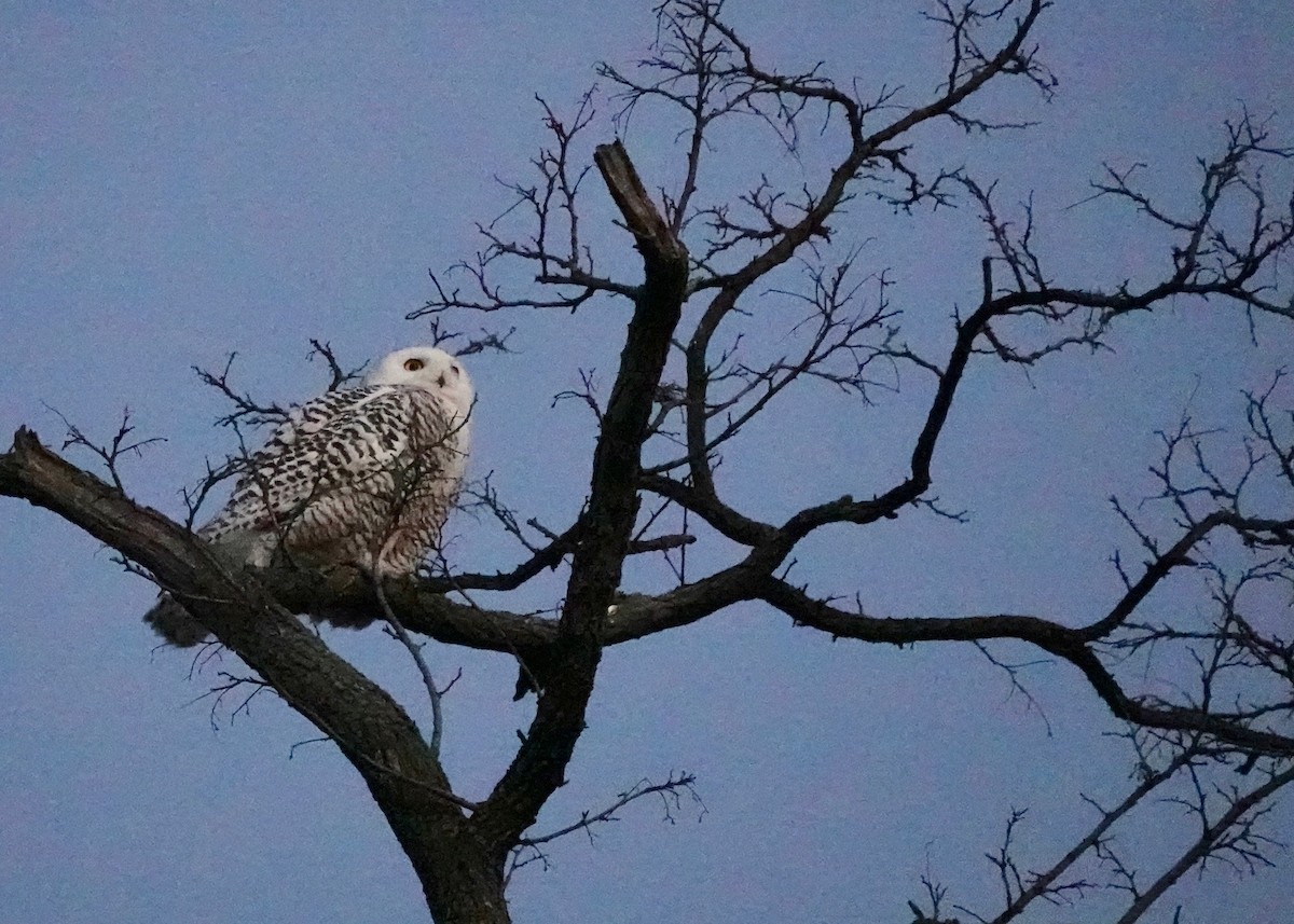 Snowy Owl - ML311215741