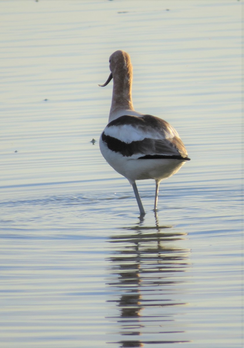 American Avocet - ML311216921