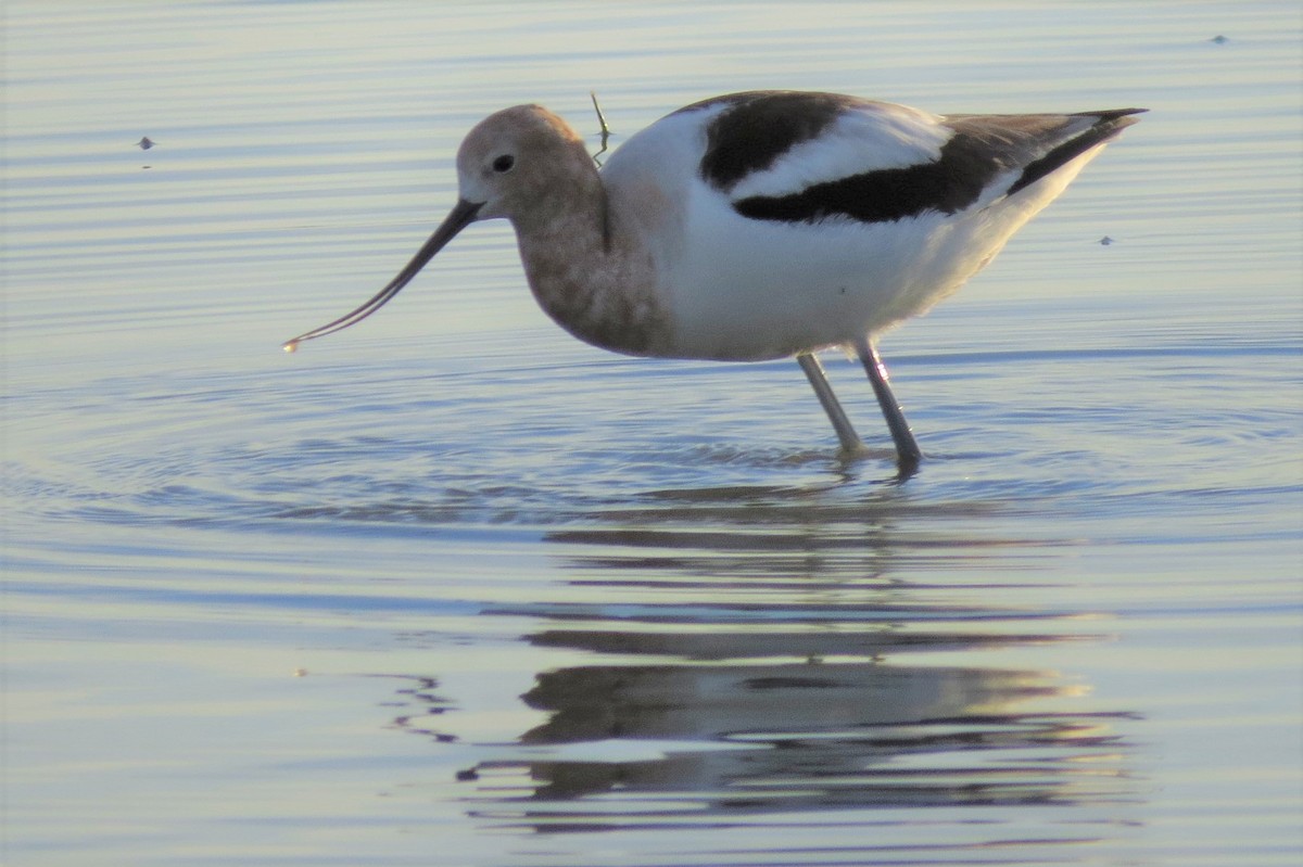 American Avocet - ML311217001