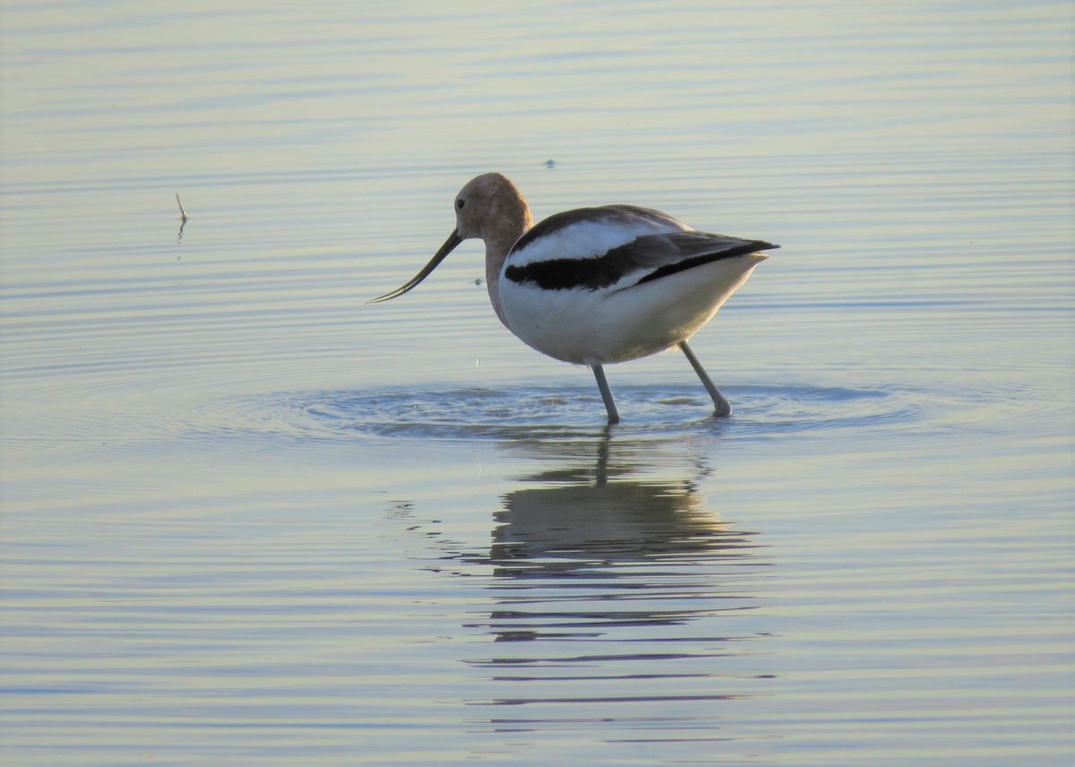 American Avocet - ML311217011