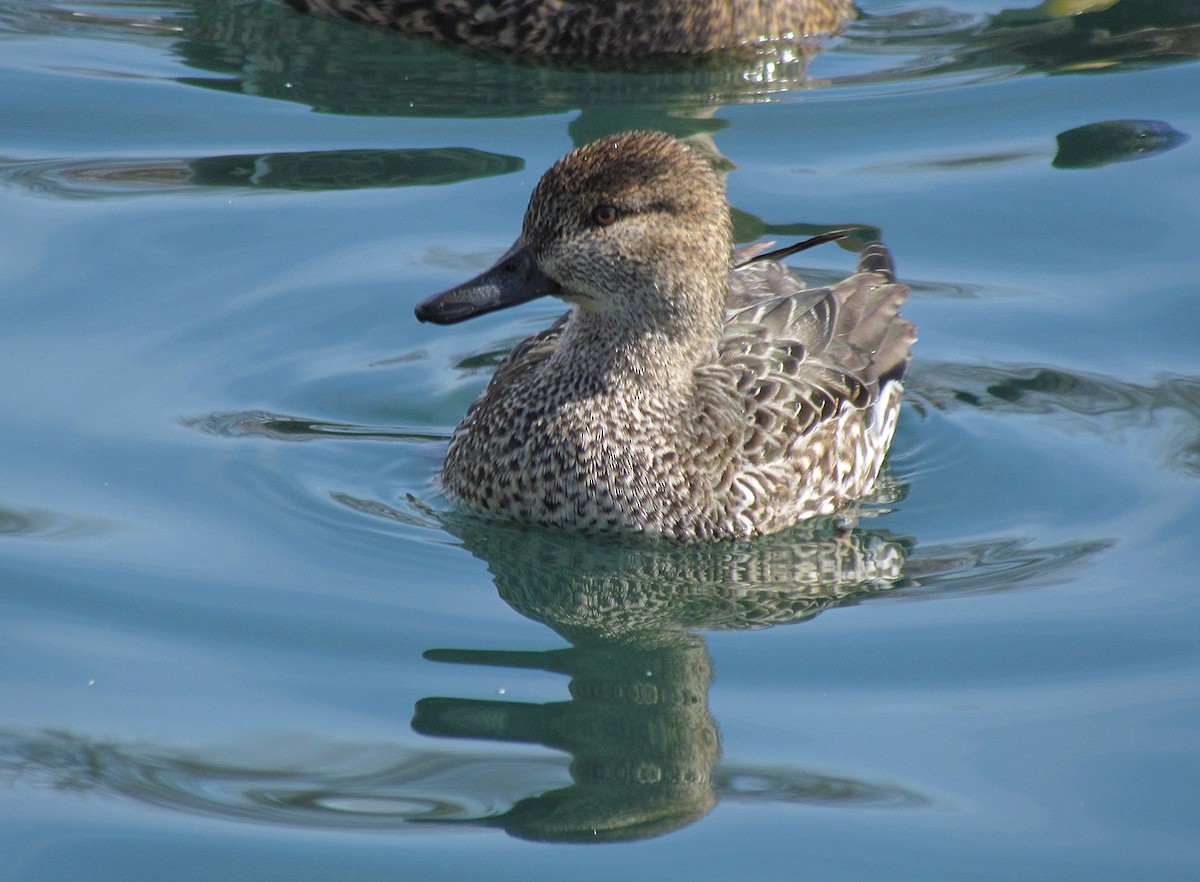 Green-winged Teal - ML311217761