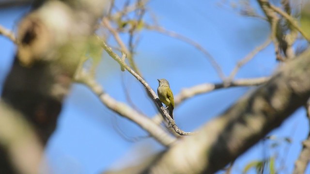 Yellow-olive Flatbill - ML311218331