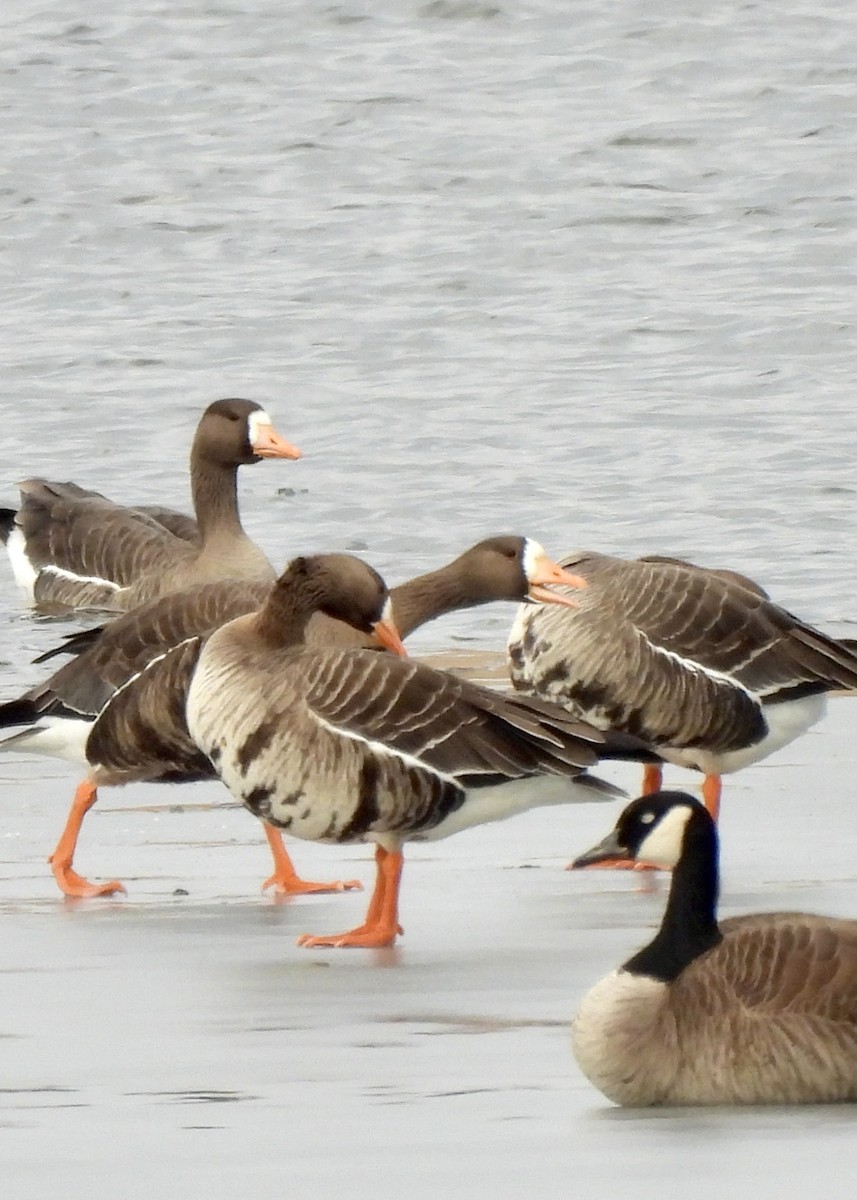 Greater White-fronted Goose - Sheryl Lazenby