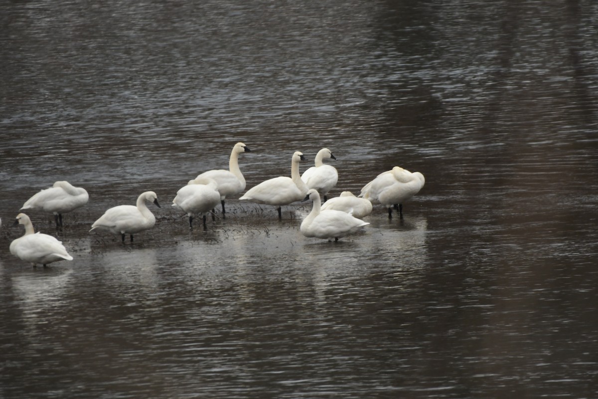 Tundra Swan - Richard Fultz