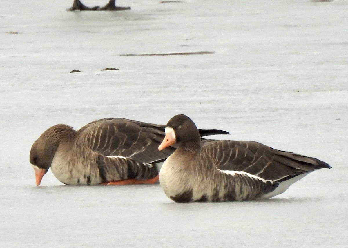 Greater White-fronted Goose - Sheryl Lazenby