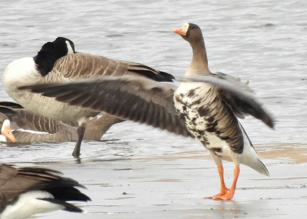 Greater White-fronted Goose - Sheryl Lazenby