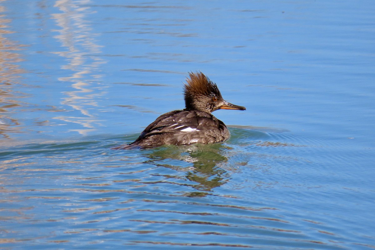 Hooded Merganser - Jonathan Montgomery