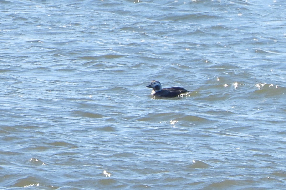 Long-tailed Duck - ML311224631