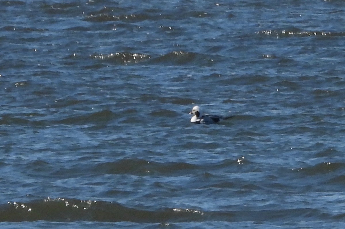 Long-tailed Duck - ML311224751