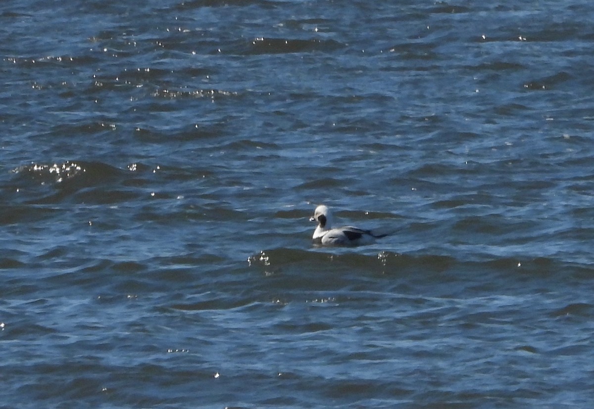 Long-tailed Duck - ML311224781