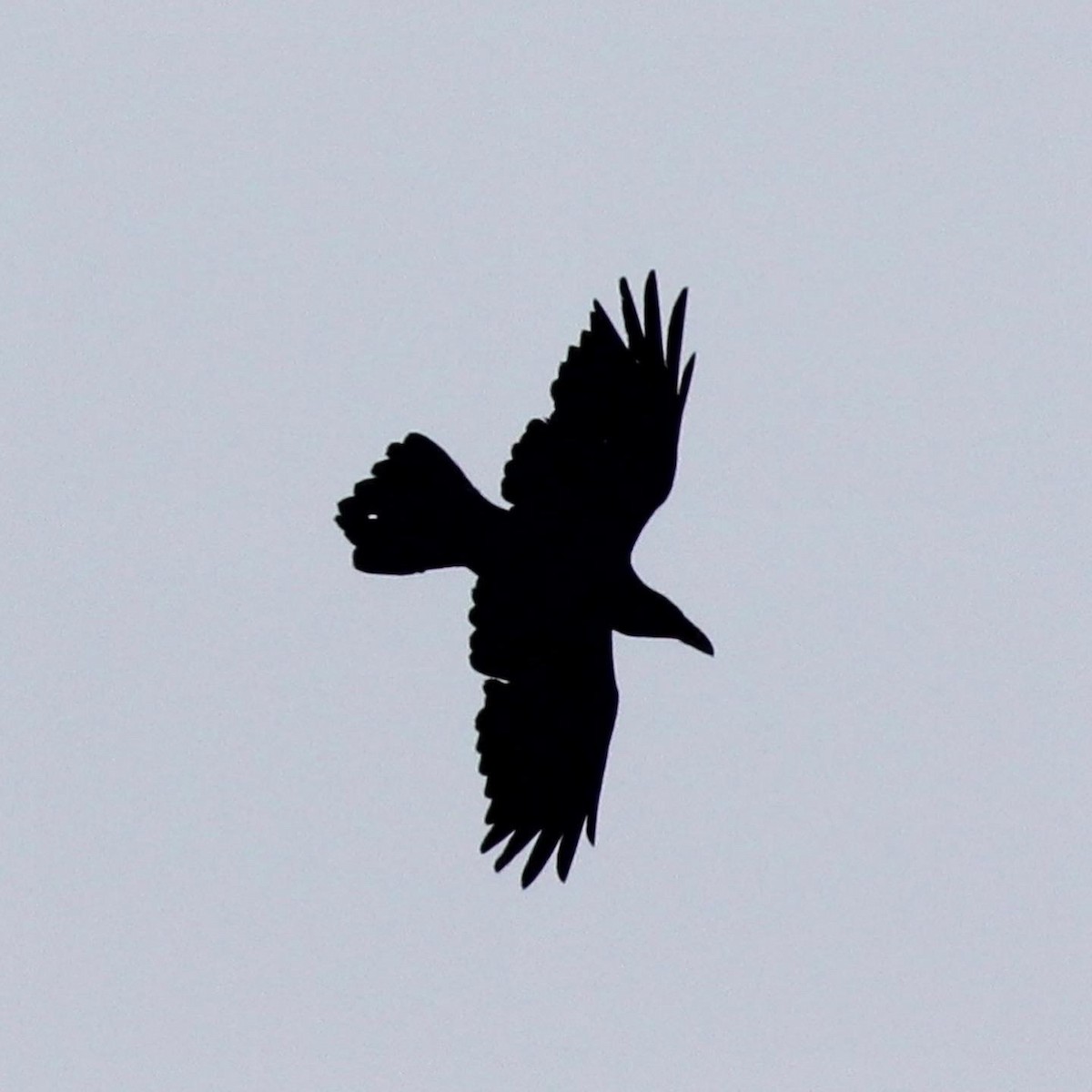 Common Raven - ML311225981