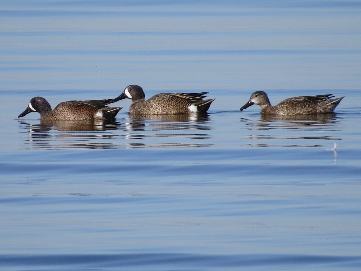 Blue-winged Teal - ML311226121