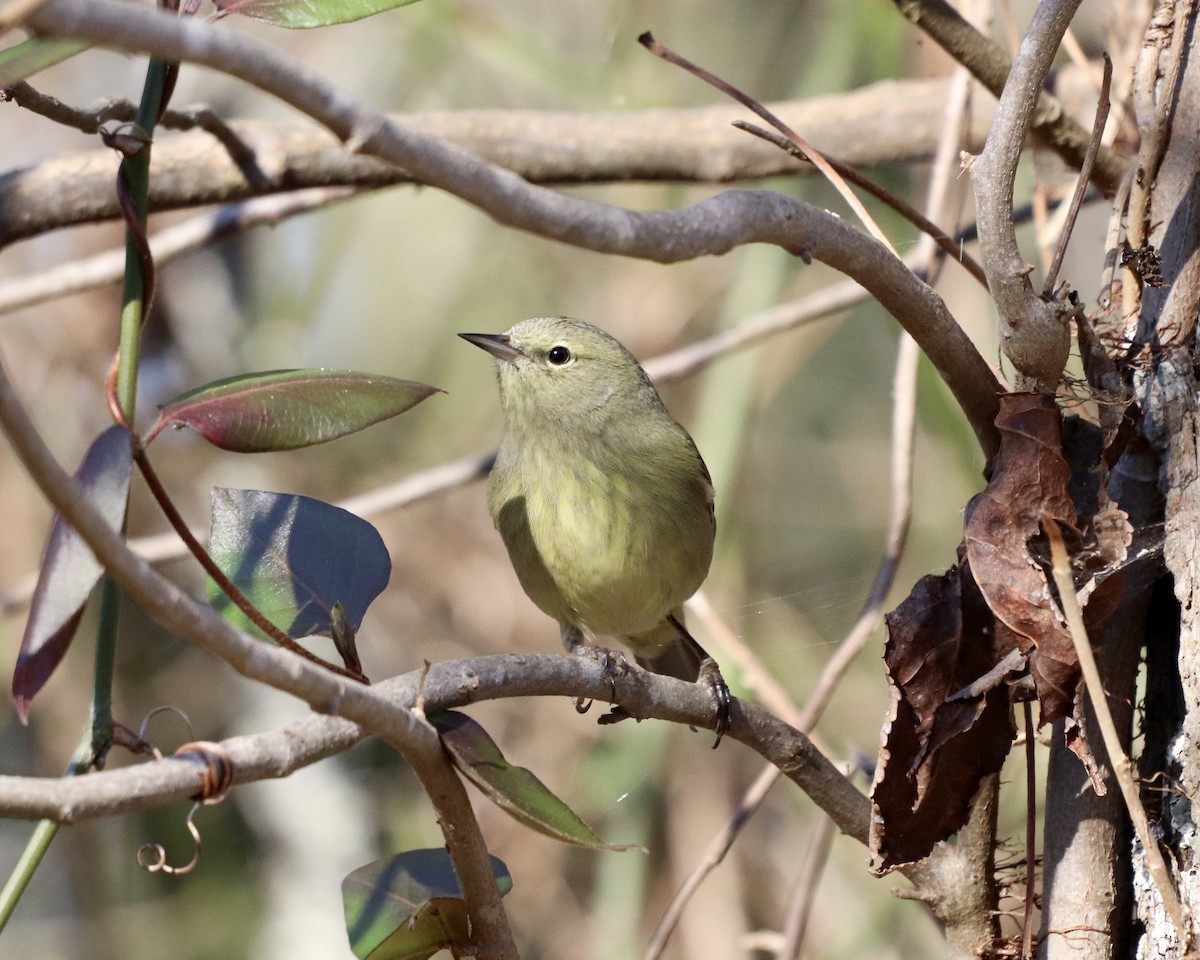 Orange-crowned Warbler - ML311226711