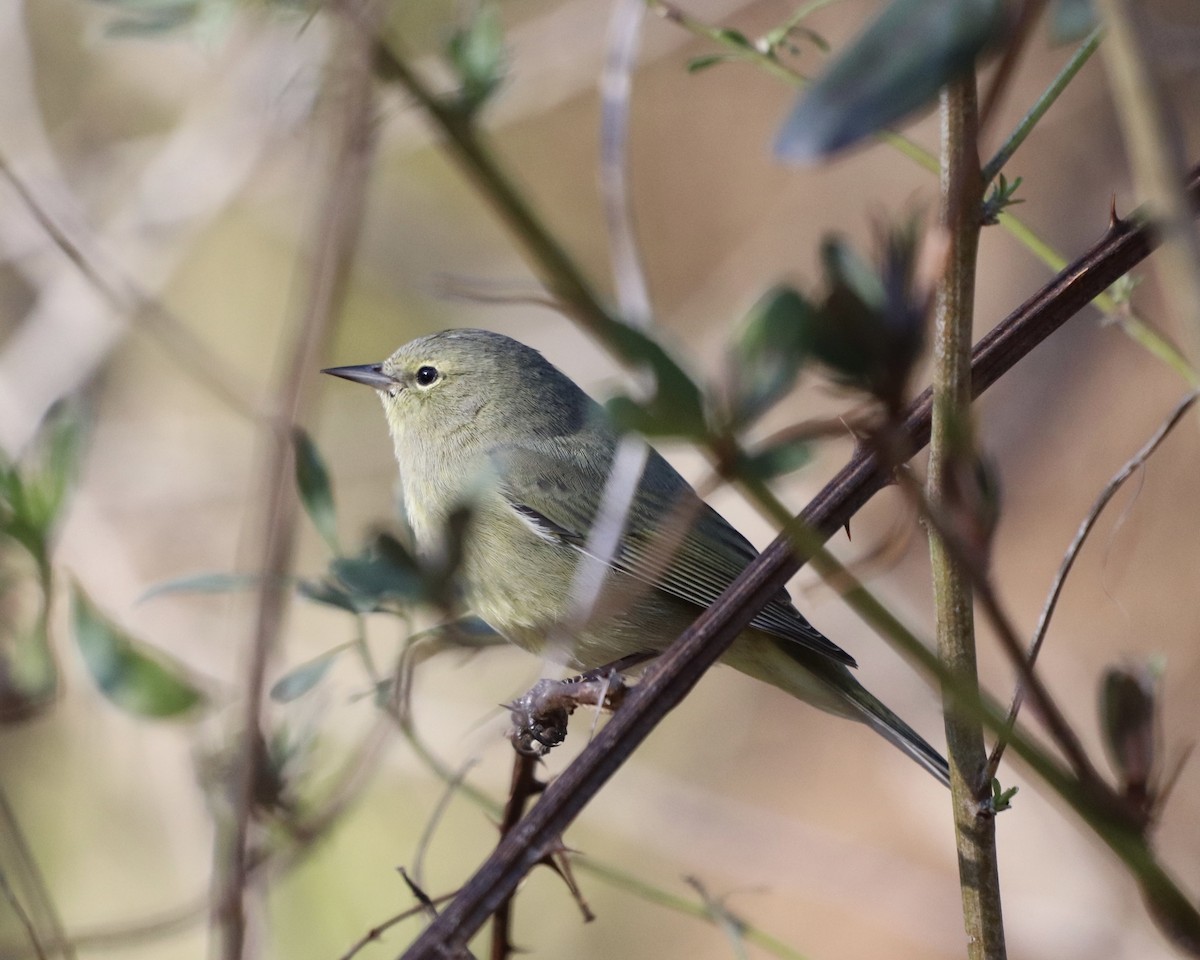 Orange-crowned Warbler - ML311226721