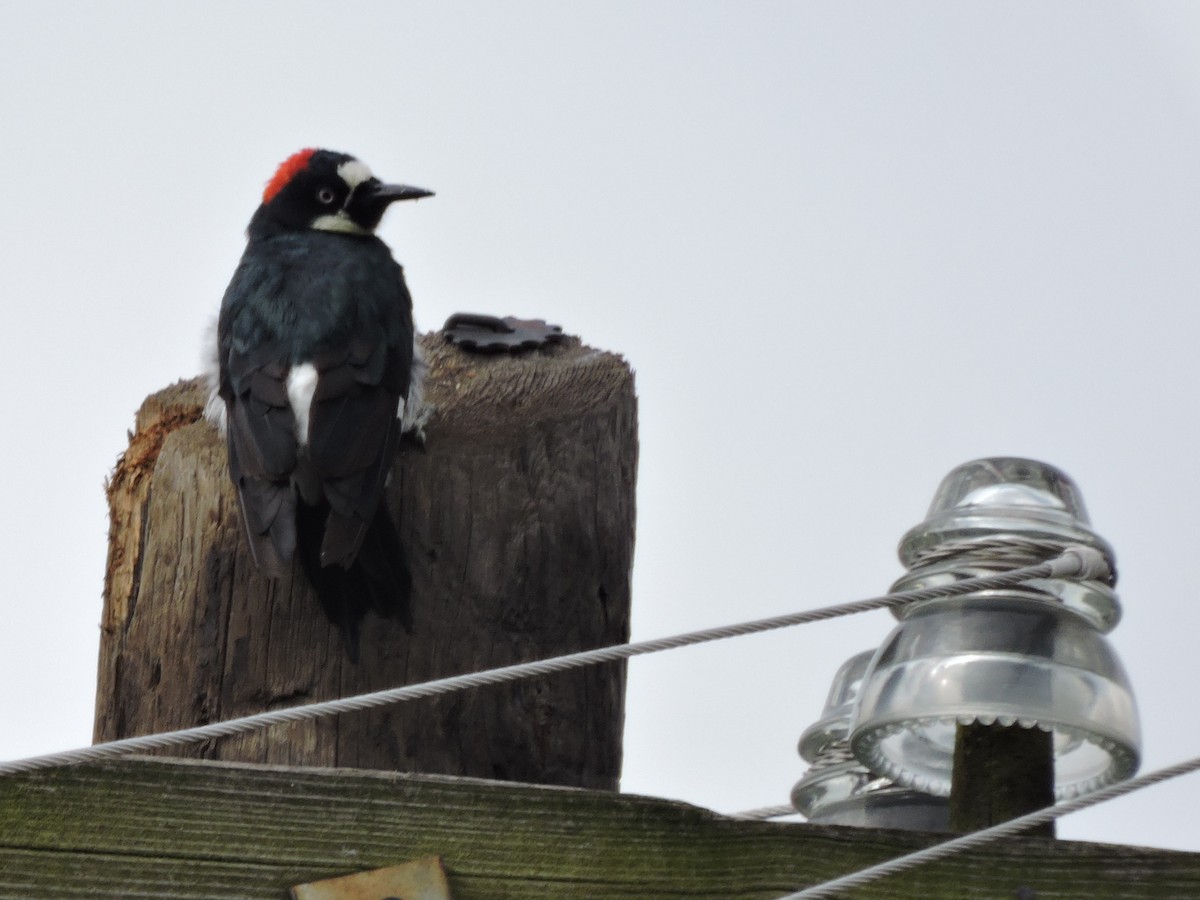 Acorn Woodpecker - Manuel Becerril González