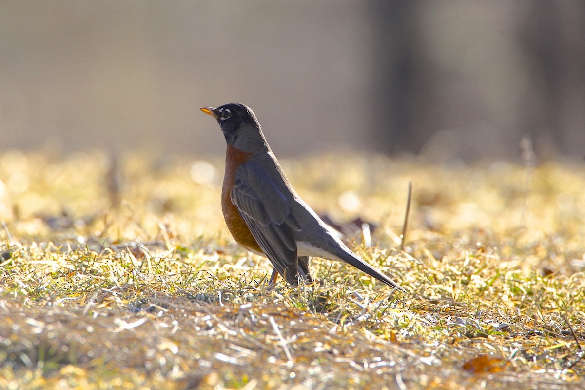 American Robin - Vickie Baily