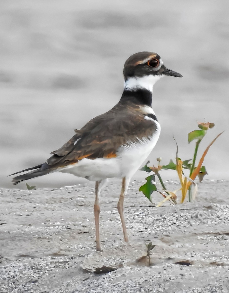 Killdeer - ML311230641