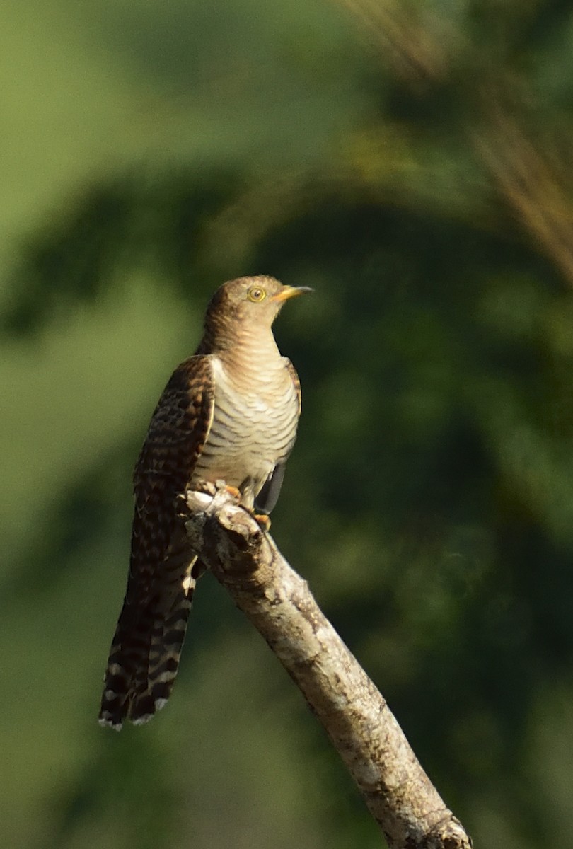 Common Cuckoo - ML311230861