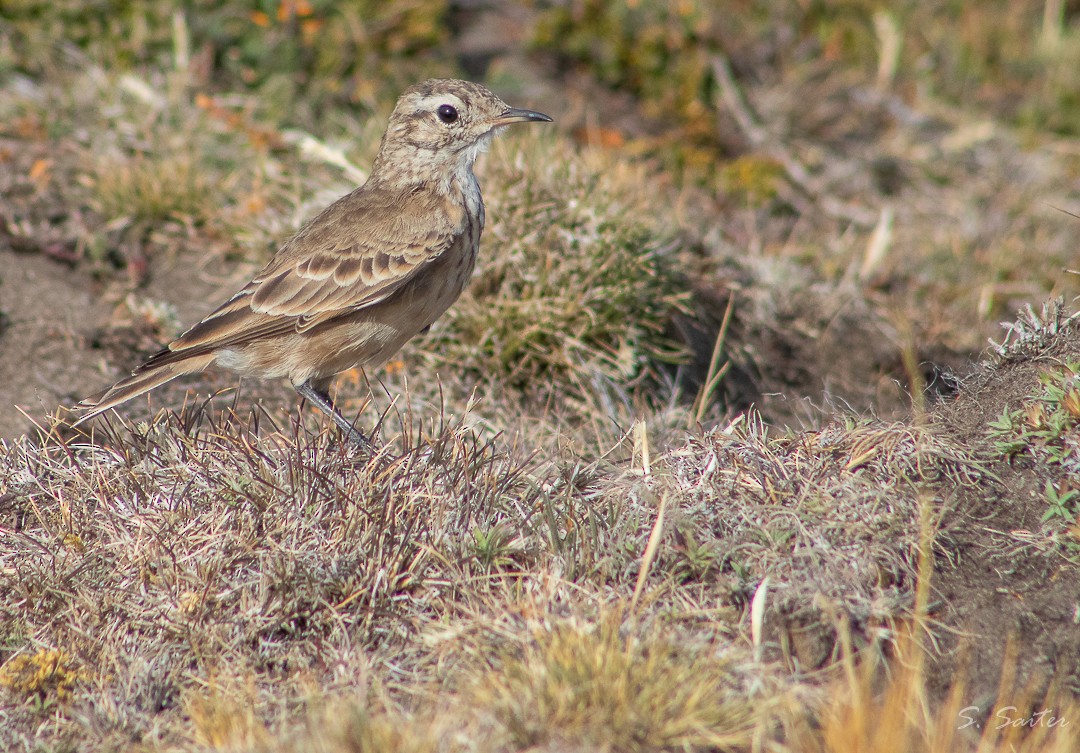 Minero Común (patagónico) - ML311232011