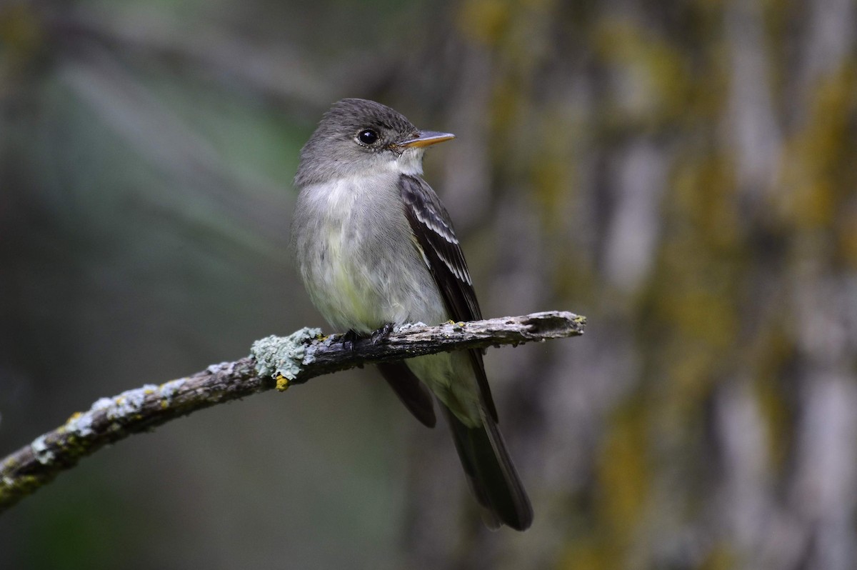 Eastern Wood-Pewee - ML311233141