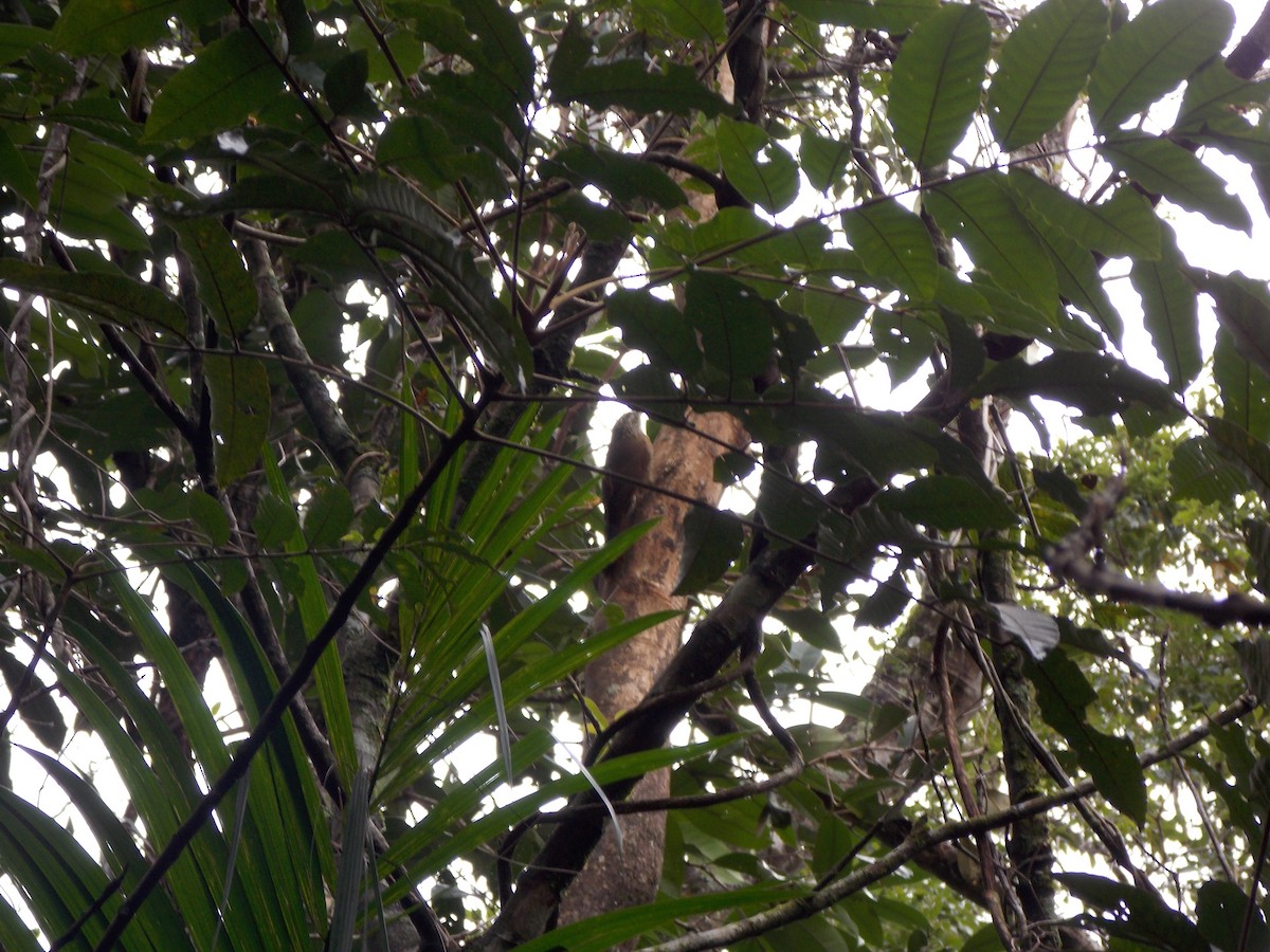 Planalto Woodcreeper - ML31123621