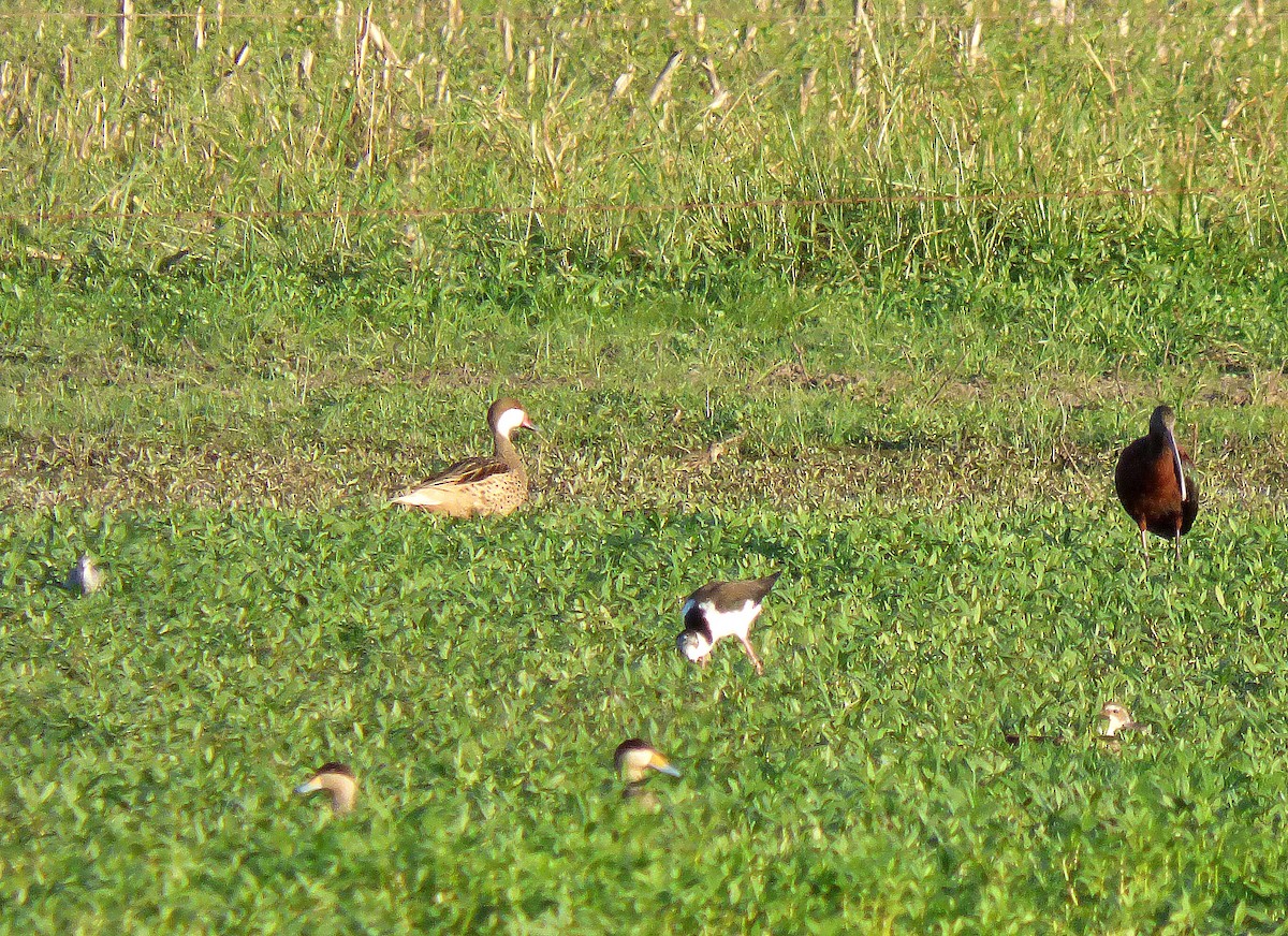 White-cheeked Pintail - ML311236241