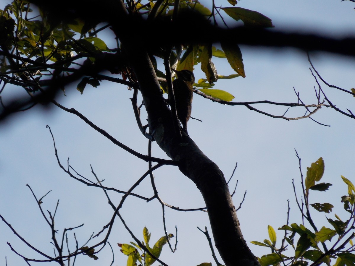 White-spotted Woodpecker - ML31123651