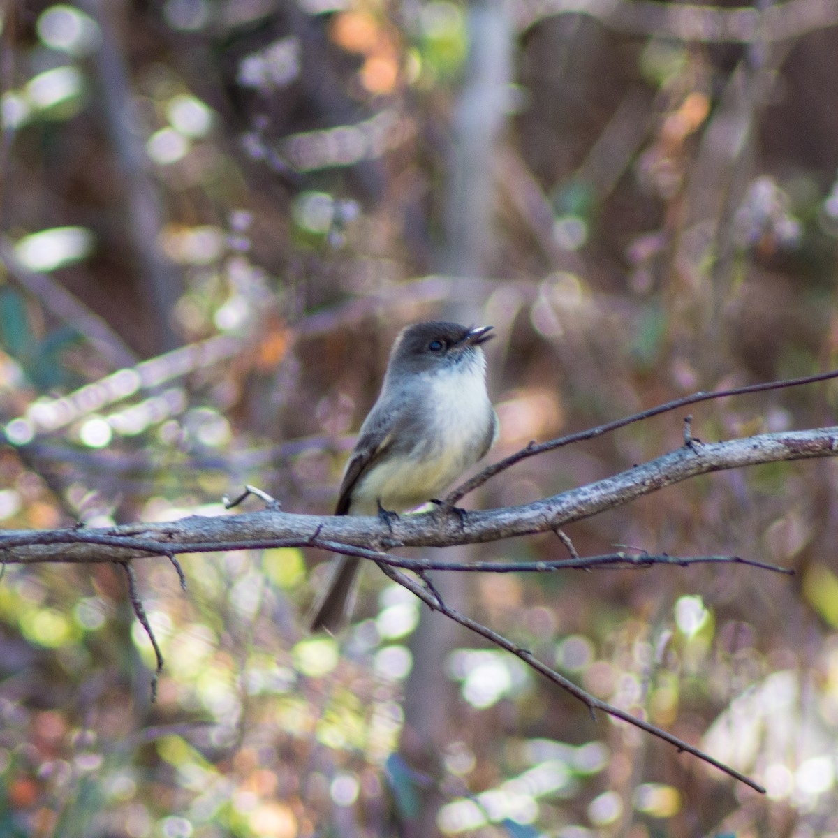 Eastern Phoebe - ML311239401