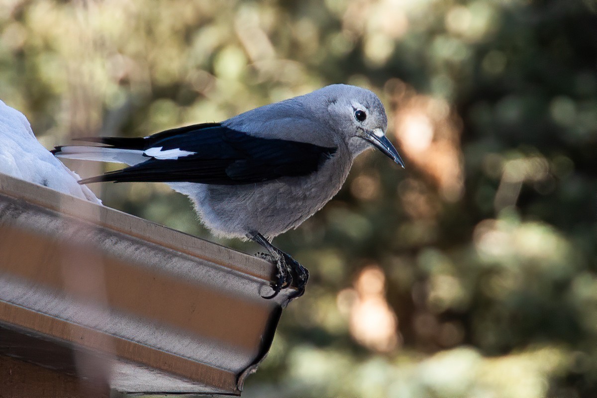 Clark's Nutcracker - Andrew Hart