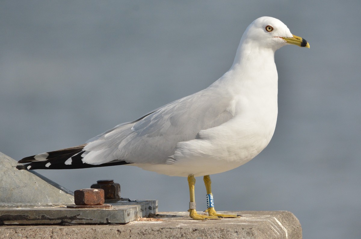 Ring-billed Gull - Jeanne Cimorelli