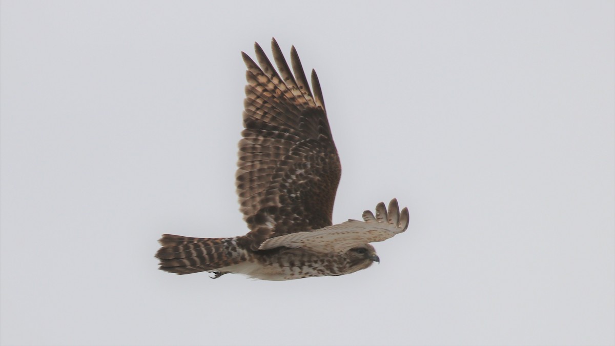 Red-shouldered Hawk - ML311244481