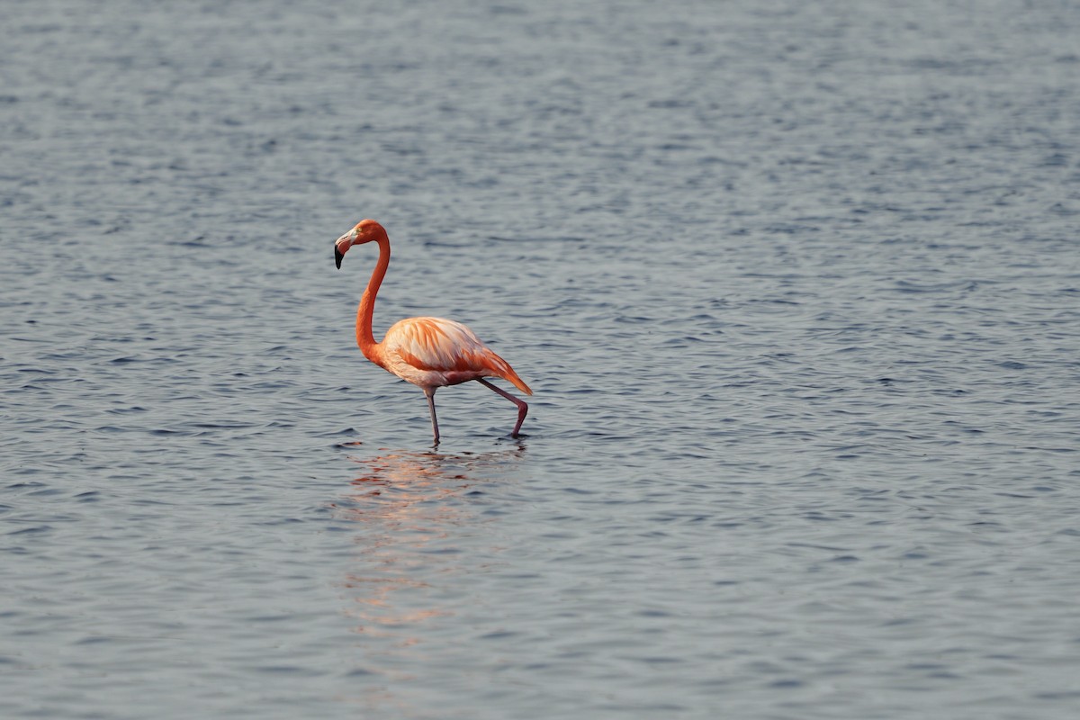 American Flamingo - ML311245171