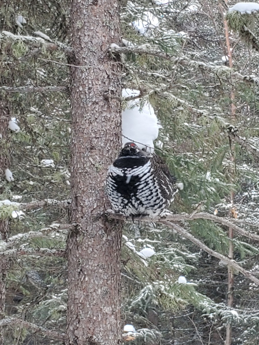 Spruce Grouse - ML311245341
