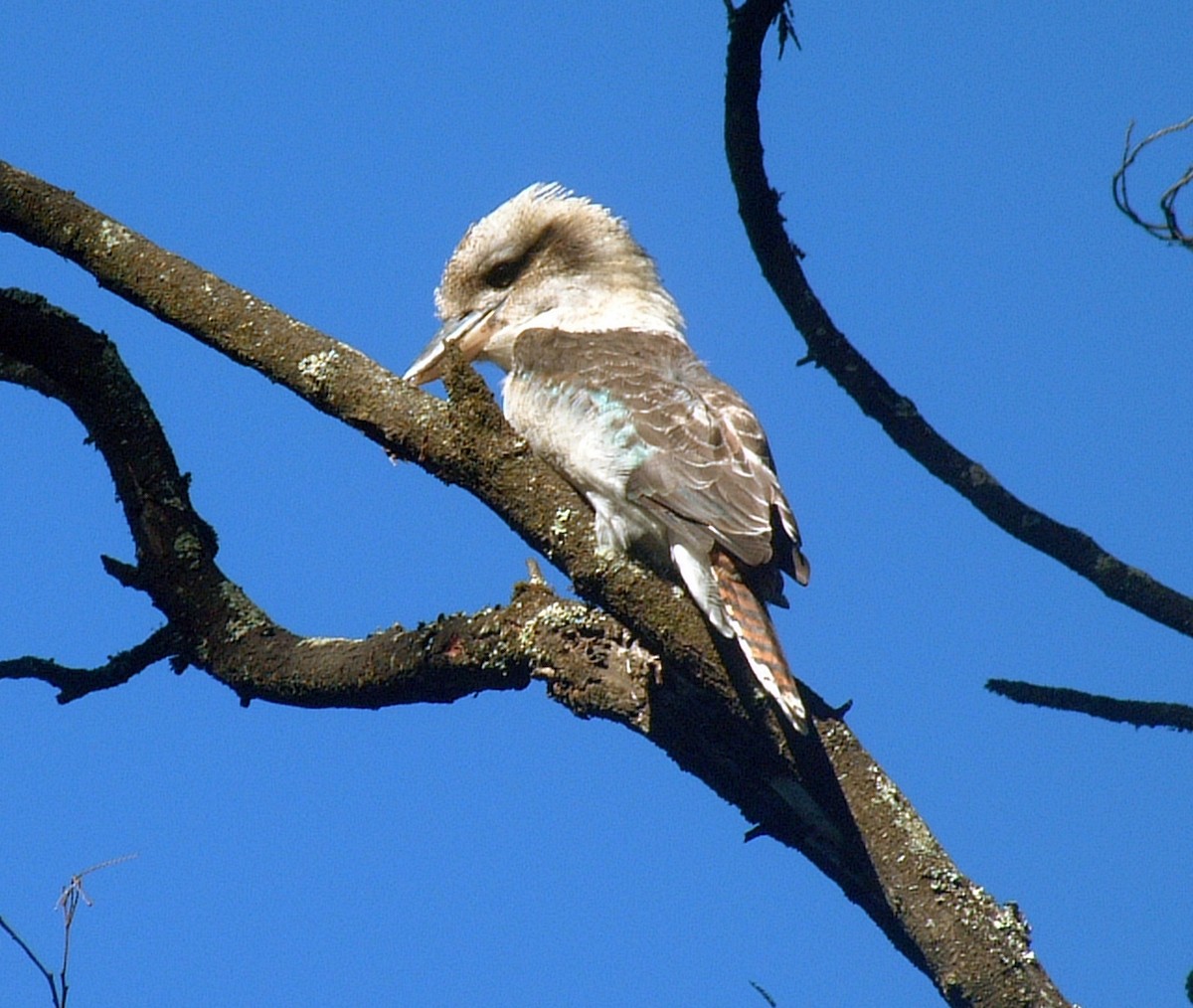 Laughing Kookaburra - ML311245871