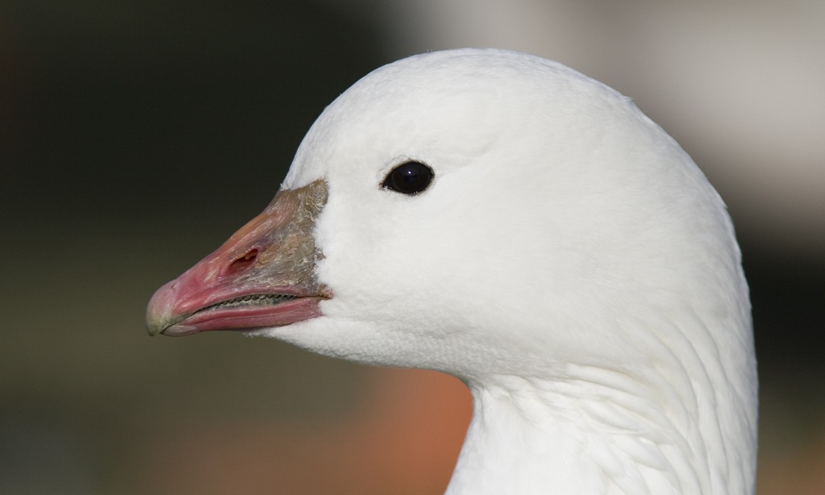 Ross's Goose - ML31124691