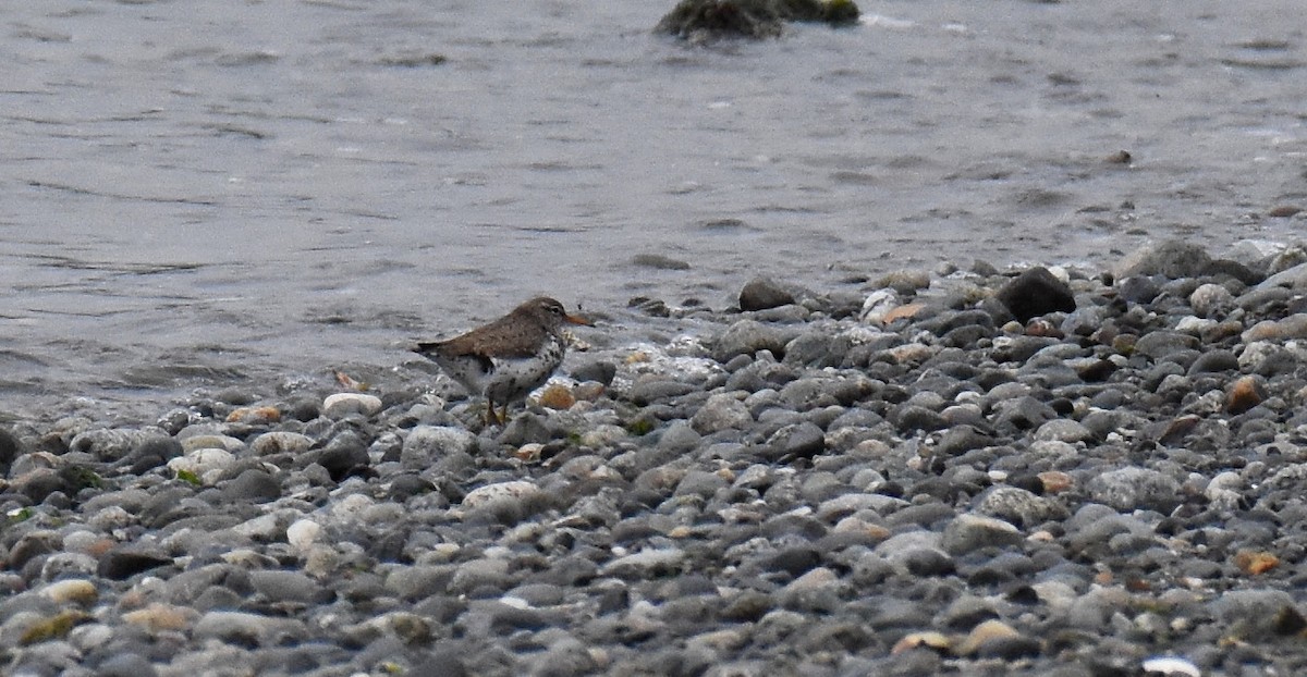 Spotted Sandpiper - ML31124951