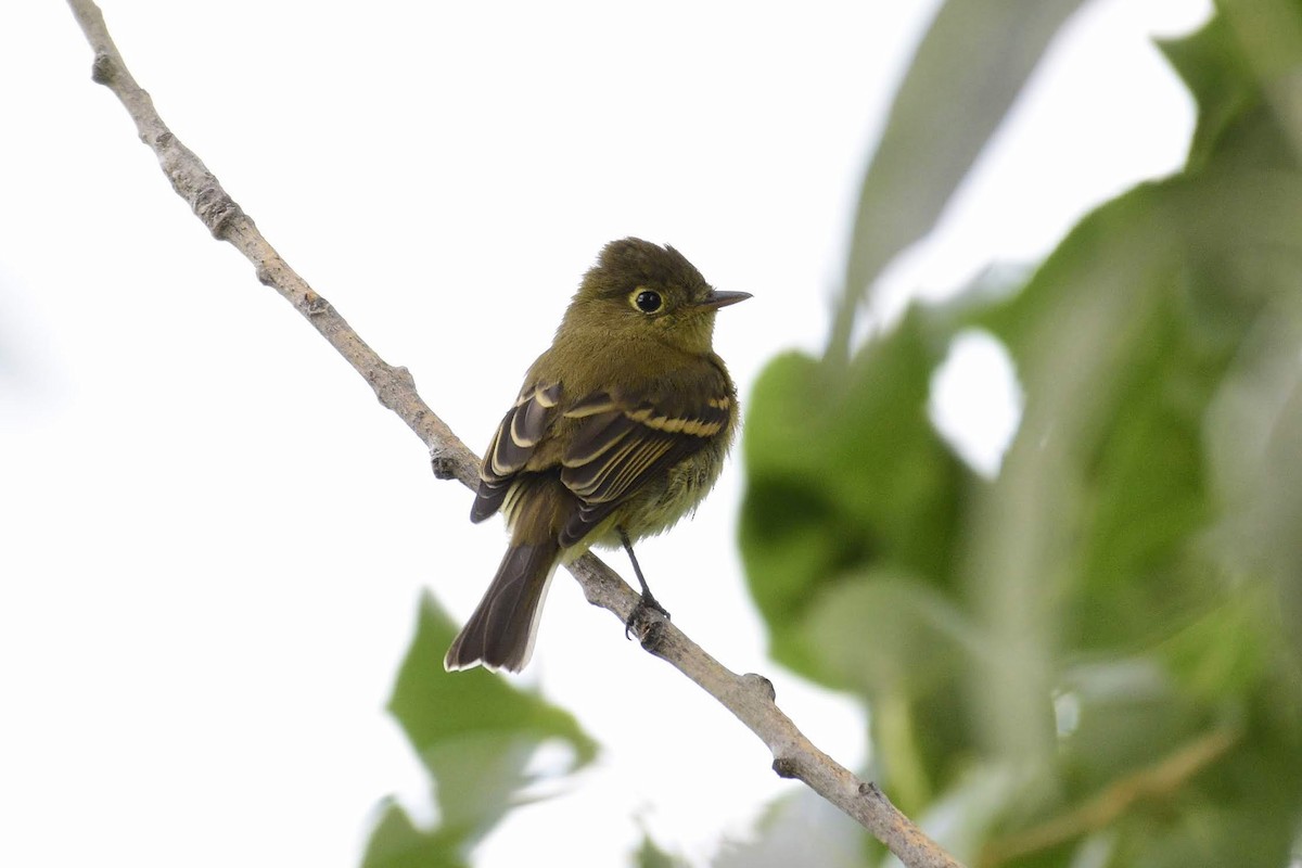 Western Flycatcher (Cordilleran) - ML311249691