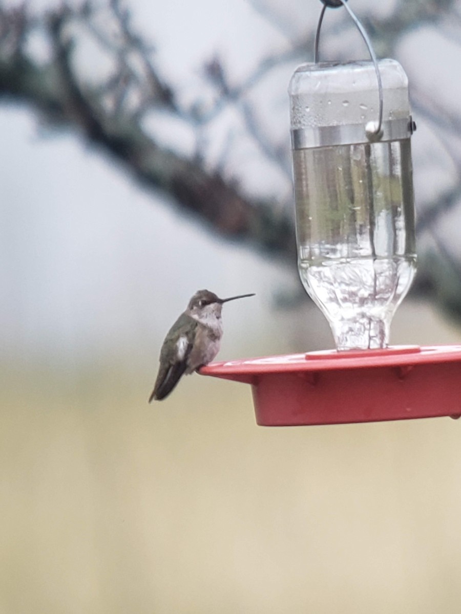 Colibrí Gorjinegro - ML311257341