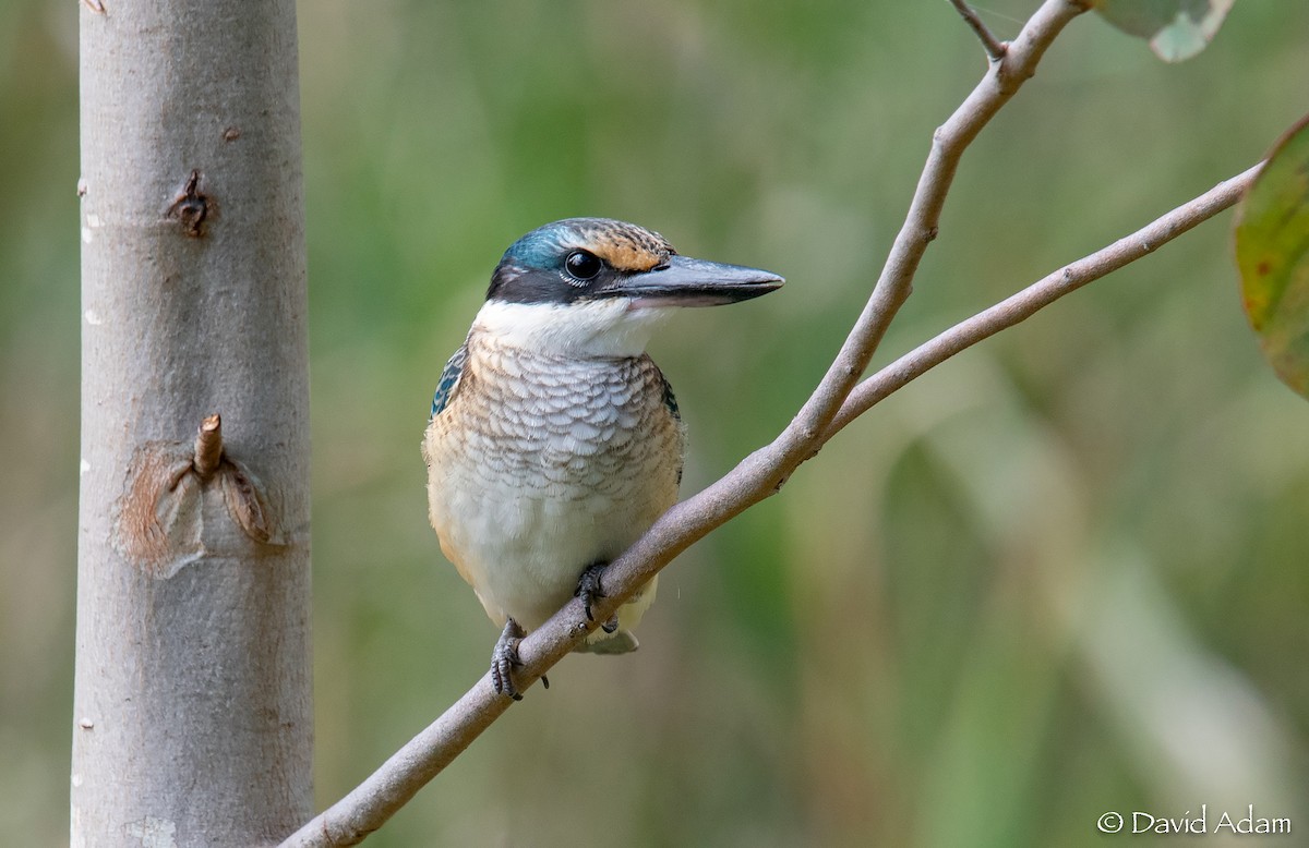 Sacred Kingfisher - ML311259221