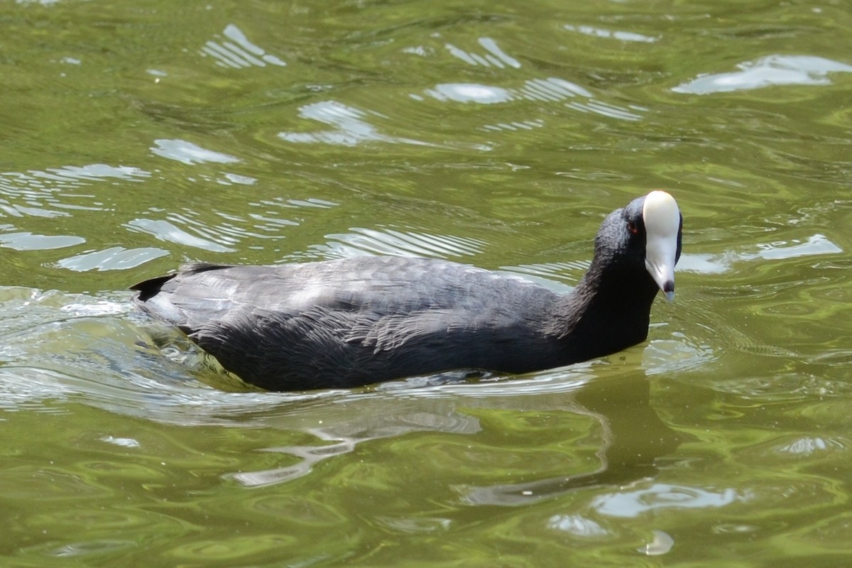 American Coot (White-shielded) - Andrew Dobson