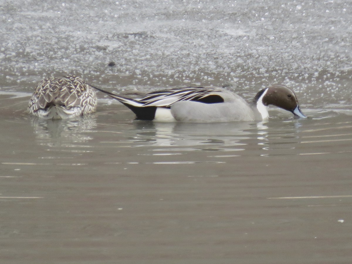 Northern Pintail - Perky Smith-Hagadone