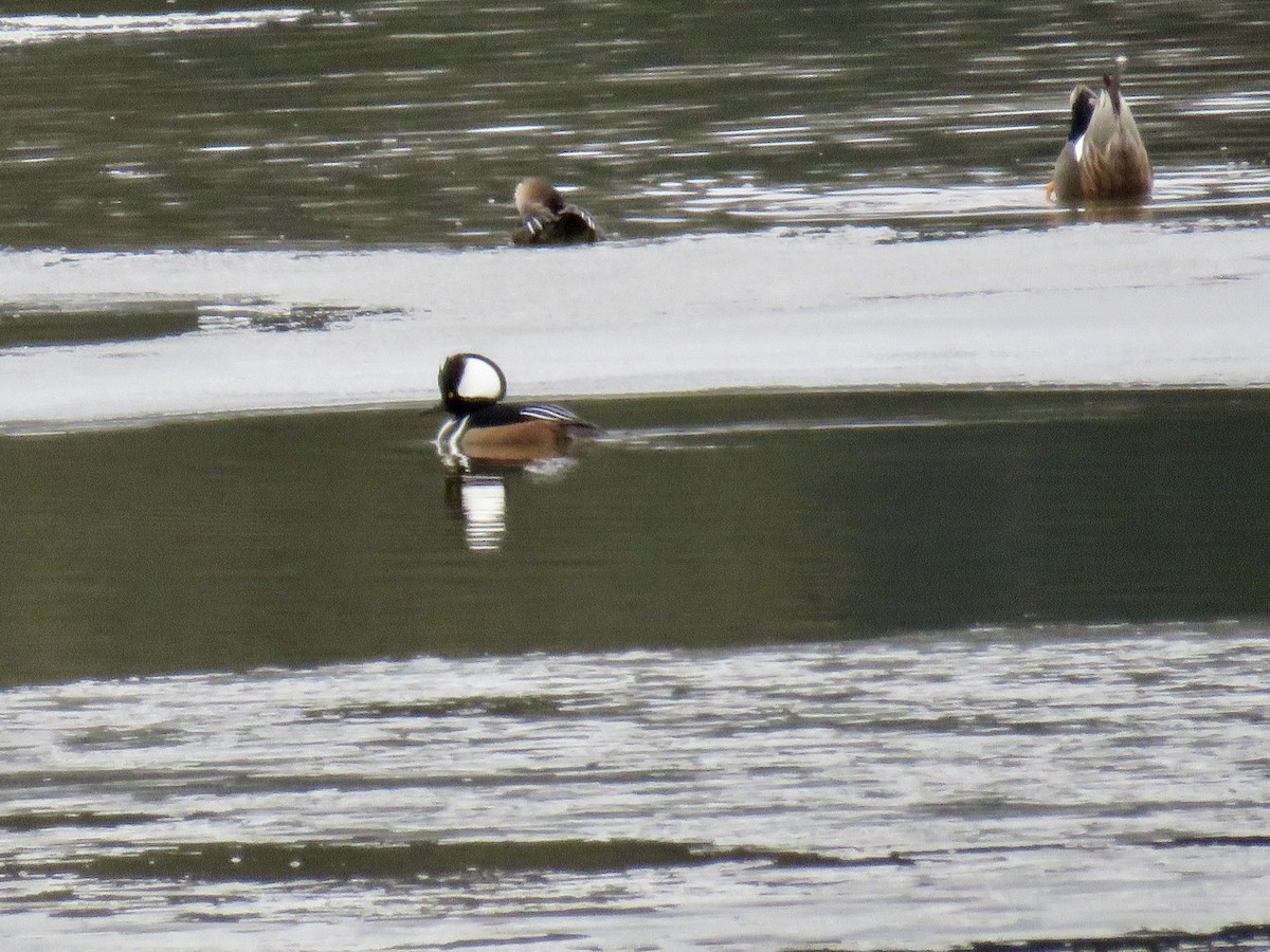 Hooded Merganser - Perky Smith-Hagadone